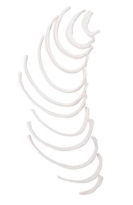 3B Scientific A69/2 Ribs Rib Bones Anatomical Model Anatomy