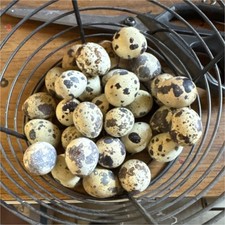 40 Quail Eggs many different types of quail.