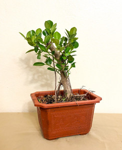 bonsai small Bonsai Premna Microphylla Alagao Taiwan