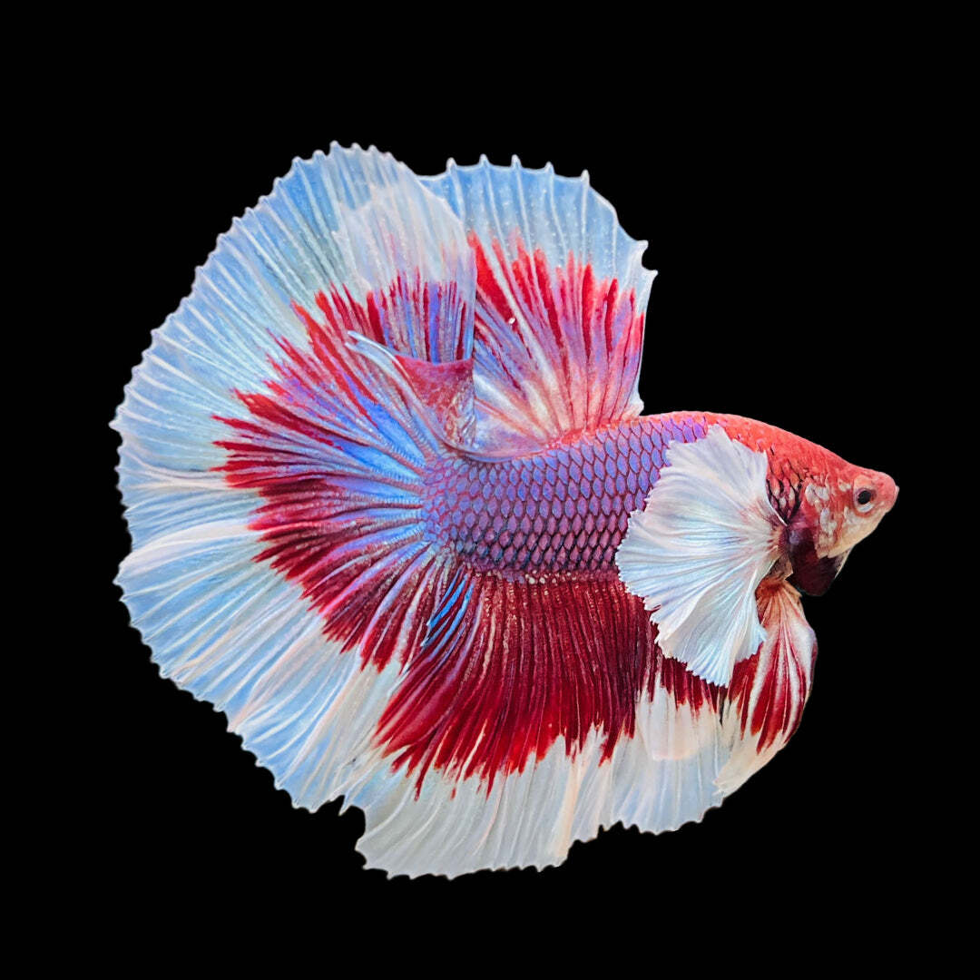 Dumbo Betta Selling Betta Fish Online Dumbo Lavender Halfmoon Male