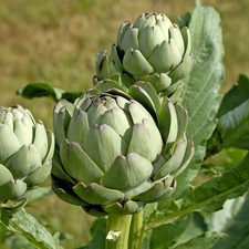 Artichaut 20 Graines