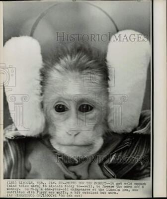1966 Press Photo Lincoln Zoo monkey wears earmuffs in nine 1966 Press Photo Lincoln Zoo monkey wears earmuffs in nine