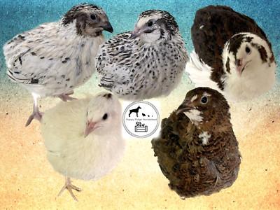 20-Celadon (100% True Blue) & Jumbo Pearl Fee Coturnix Quail Hatching Eggs
