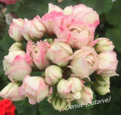 Pelargonie Geranie "Denise" Sutarve Rosenblütige große Jungpflanze blühend - Bild 1 von 10
