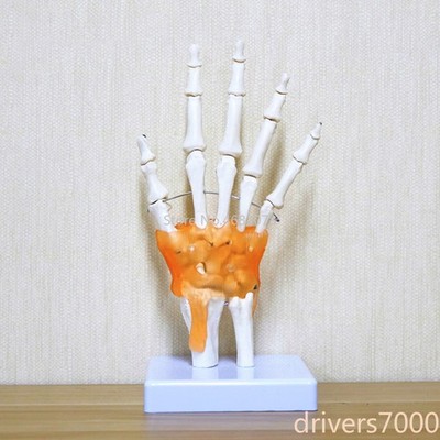 Human Hand Joint Anatomical Skeleton with Skin Model Medical Science