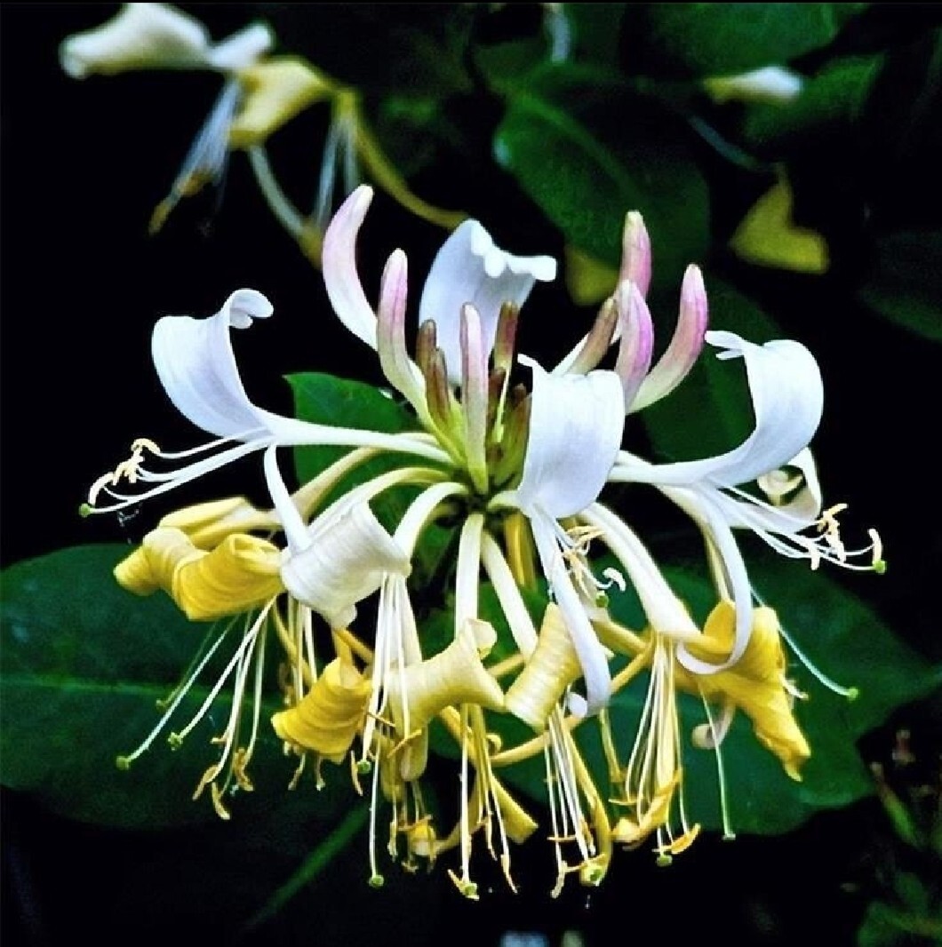 200 Honeysuckle Seeds Fragrant Lonicera japonica Yellow White Honeysuck |  eBay