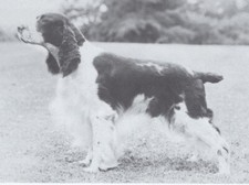English Springer Spaniel - CUSTOM MATTED - Dog Art "Photo Print" - 1964