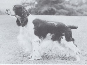 English Springer Spaniel - CUSTOM MATTED - Dog Art "Photo Print" - 1964