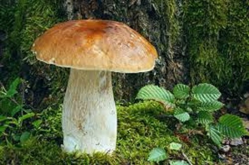 Porcini Boletus edulis Mycelium Real naturall mushrooms seeds spores $9.90 - Picture 10 of 11