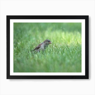 Spatz im Gras Kunstdruck gerahmt Wandbild Poster Leinwanddruck Bild