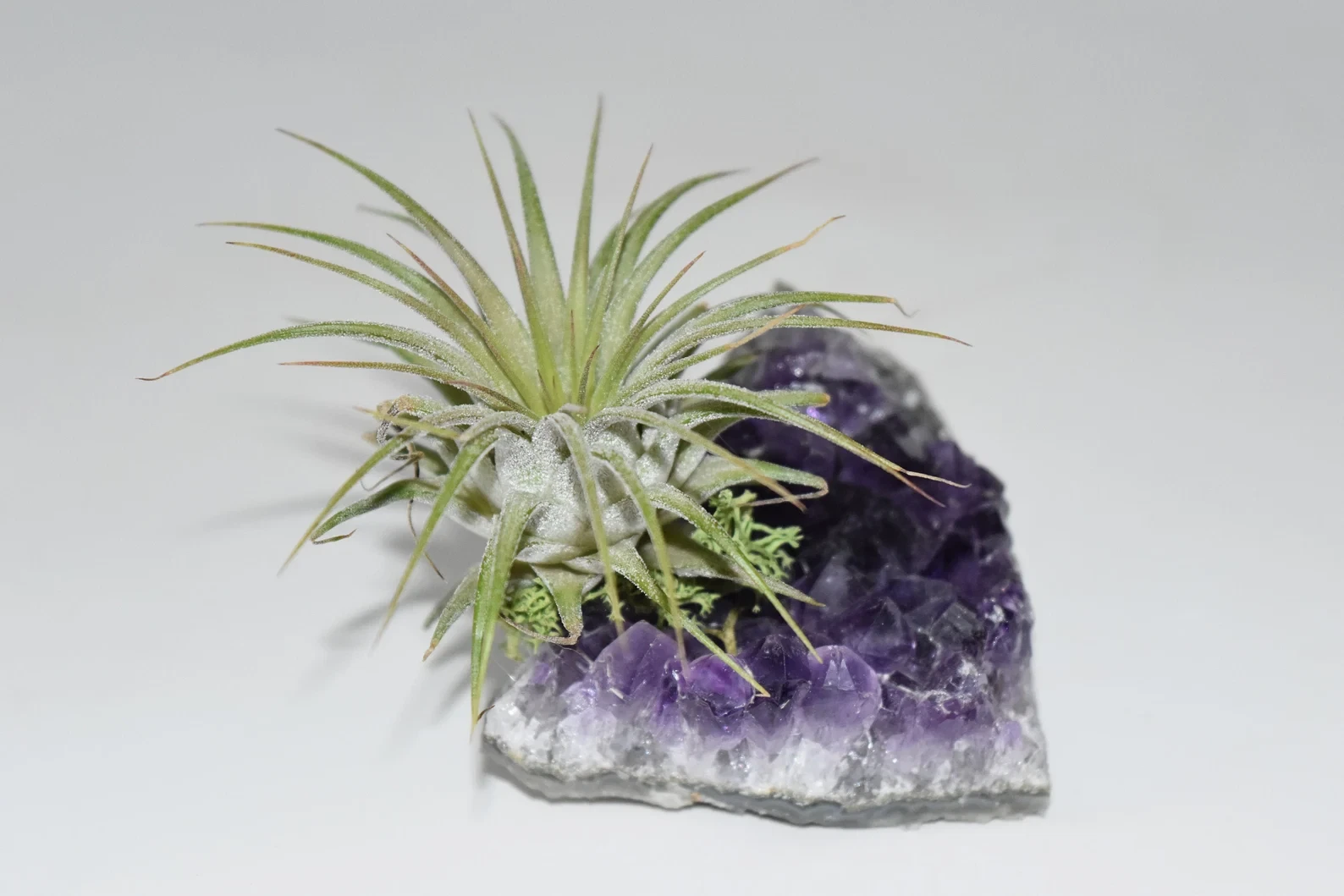 Live Air Plant on Amethyst Cluster-Purify Air, Crystal Office plant, desk decor
Opens in a new windo