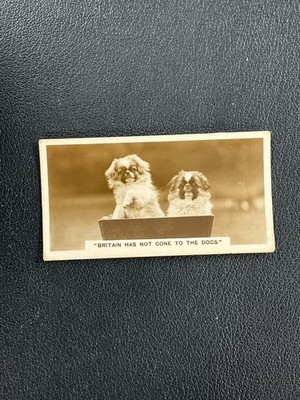 1932 De Reszke Photographs 4th Series #13 ''Britain has not gone to the dogs
