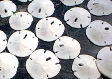 6 Small White Florida Sand Dollars (Tiny Size: 1"- 1 1/2") Coastal Art Crafts