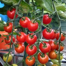 Supersweet 100 / Super Sweet 100 Tomato Seeds (F1 Hybrid) | Non-GMO | 1037