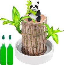 Brazilian Wood Plant, Bamboo Plant Brazilian, Lucky Brazilian Wood Hydroponic P