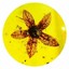 burmitefossil