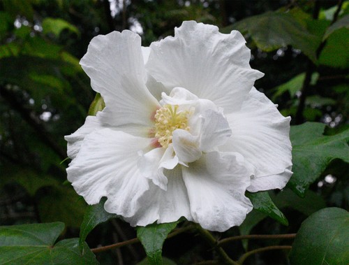 Confederate Rose Hibiscus Seeds - 20 seeds. Free shipping in USA! Dixie rosemall - Picture 5 of 8
