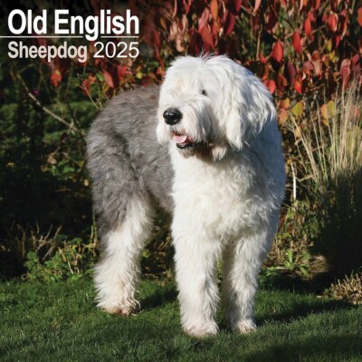 English Sheep Dog Dog From Little Mermaid Breed English Sheepdog