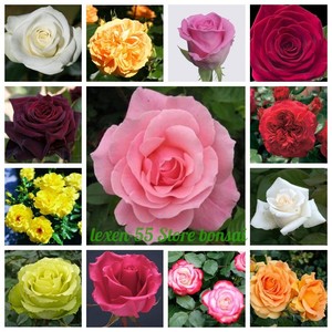10 Magnolia Tree Flower Seeds Alcimandra Rare 15 Kinds Decorative Garden Plants
