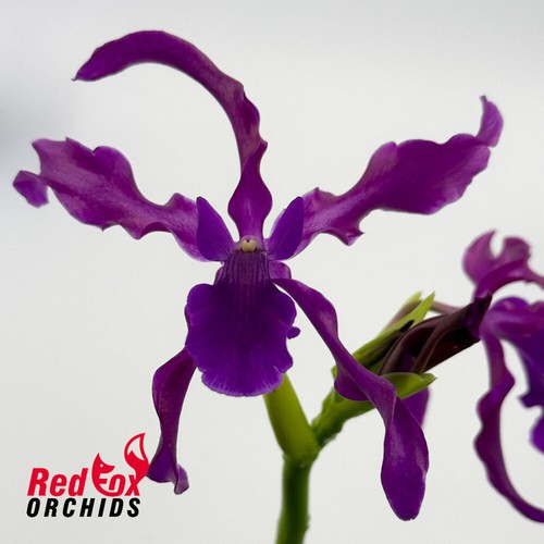 RFO Laelianthe Tandaleyo - Picture 1 of 3