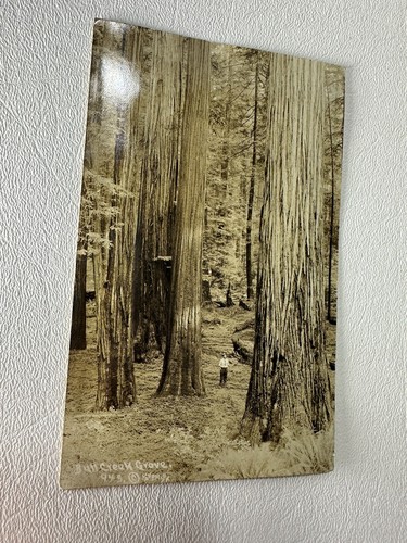 1920er Jahre Postkarte Redwood Bull Creek Grove Redwoods Postkarte
