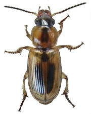 Carabidae: Harpalinae: Stenolophus rugicollis from the Pacific Northwest, A1.