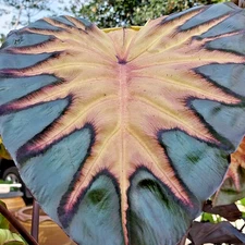 Colocasia Live Bulb Blacksun​ New Hybrid + Phytosanitary Certificate