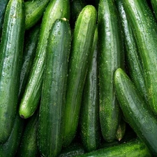25 Straight Eight Cucumber  Seeds / Non GMO/ Free Shipping