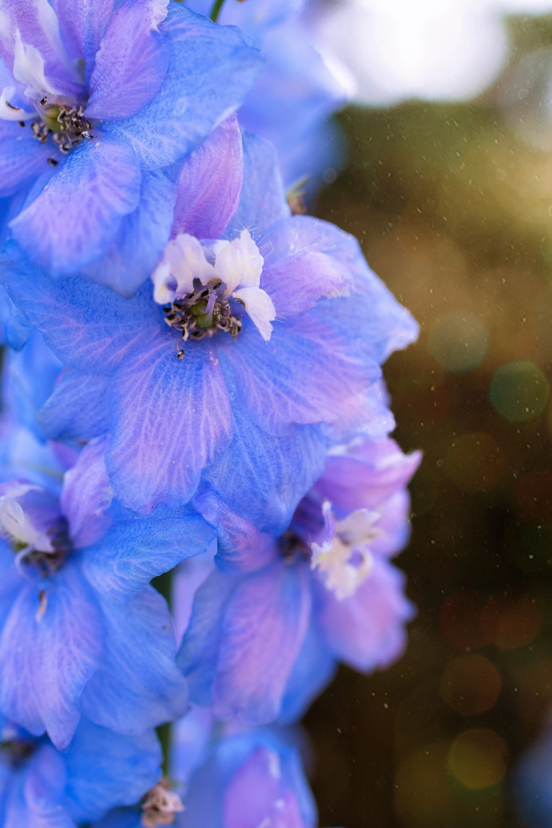 350 Blue with Pink ROCKET LARKSPUR DELPHINIUM Consolida Ajacis