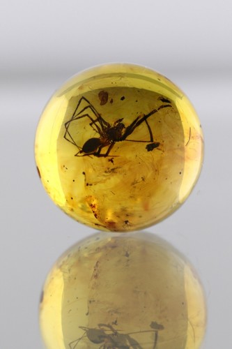 Fossil SPIDER Round SPHERE Genuine BALTIC AMBER Bead 14.7mm 1.8g 250619-8 - Picture 4 of 9