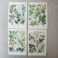 Rose Beere Laub Blume Pflanze Botanisch Vintage 1962 Buchdruck Wandbild Dekor