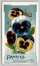 Pansies D M Ferry Seeds Detroit Michigan Trade Card P281