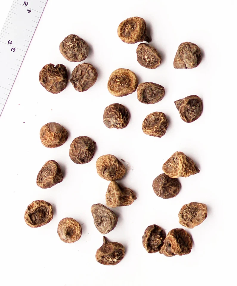 Coronaria anémona mixta - 75 bombillas Foto 2 de 3