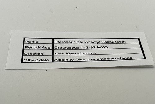 Pterosaur Pterodactyl .75” T00TH Dinosaur F0SSIL not T Rex Cretaceous CS 13 - Picture 5 of 6