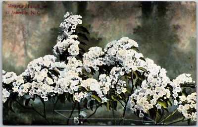Asheville North Carolina NC, Mountain Laurel, White Flowers, Vintage Postcard