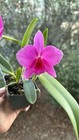 Mini Cattleya  - Sl. Minipet — photo 1