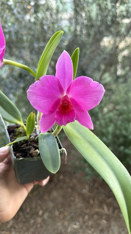 Mini Cattleya  - Sl. Minipet