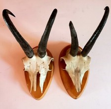 Coppia trofei di Camoscio - Austria - Anni '50 - '60