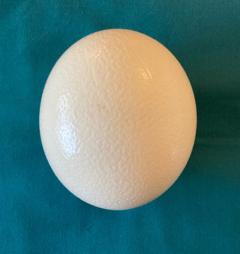 Genuine Ostrich Egg Shell for Craft Art Decoration Single Hole Clean 5"