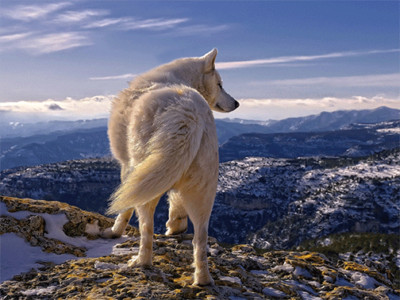 WHITE WOLF ON MOUNTAIN - 3D PICTURE PRINT 400mm x 300mm