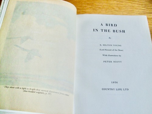 PETER SCOTT/LORD KENNET-A BIRD IN THE BUSH-1ST LTD SIGNED x 2-1936-VG-HB-V RARE - Bild 14 von 14