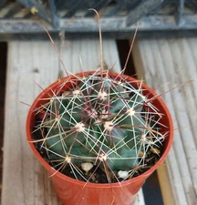 Ferocactus hamatacanthus Most Cold Hardy Ferocactus Long Hook Spines 63