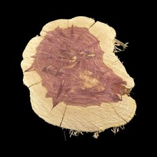 X Large Red Cedar Wood Turning Blank Cookie Live Edge Base 2" Thick X 12" W 4