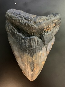 Megalodon Shark Tooth BARGAIN 4.728 inch BEAUTIFUL & RARE, Diver Direct