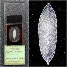 Antique Microscope Slide of a Very Fine & Rare Fish Tooth Section
