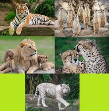 3 D Ansichtskarte Tiger Löwe Erdmann Postkarte Wackelkarte Hologrammkarte Bild