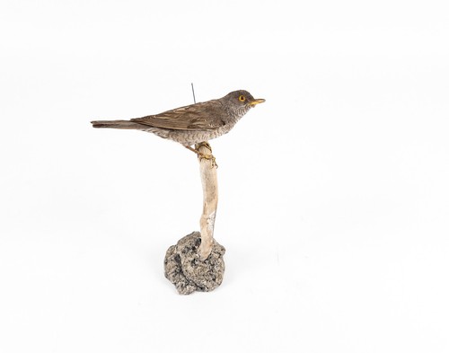 Rarity - Taxidermy - Bird - Barred warbler (Curruca nisoria) präparat taxidermie - Afbeelding 1 van 12