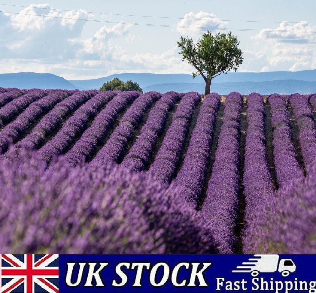 Semillas de lavanda francesa - Lavandula dentata Provenza resistente y fragante - Reino Unido