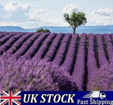 French Lavender Seeds - Lavandula Dentata Provence Hardy & Fragrant