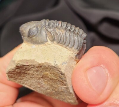 Cool Reedops  Trilobite fossil from the Devonian of Morocco